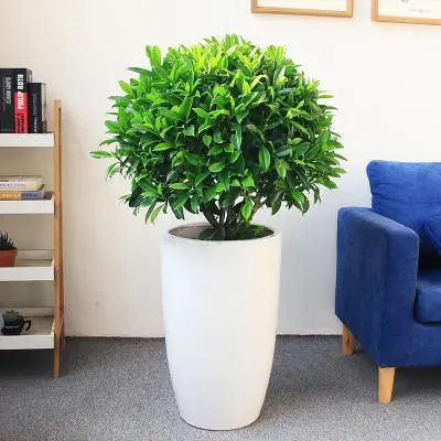 绿植盆栽在室内摆放有哪些注意事项