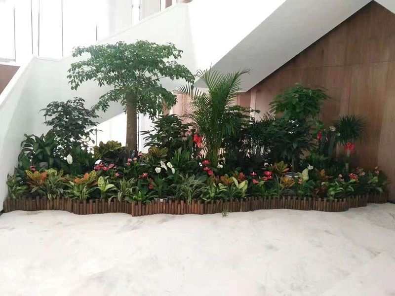 常州绿植租赁养护——幸福树、凤尾竹、发财树等植物造景